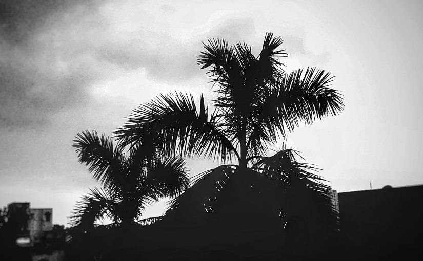 If Dead Could&nbsp;Speak